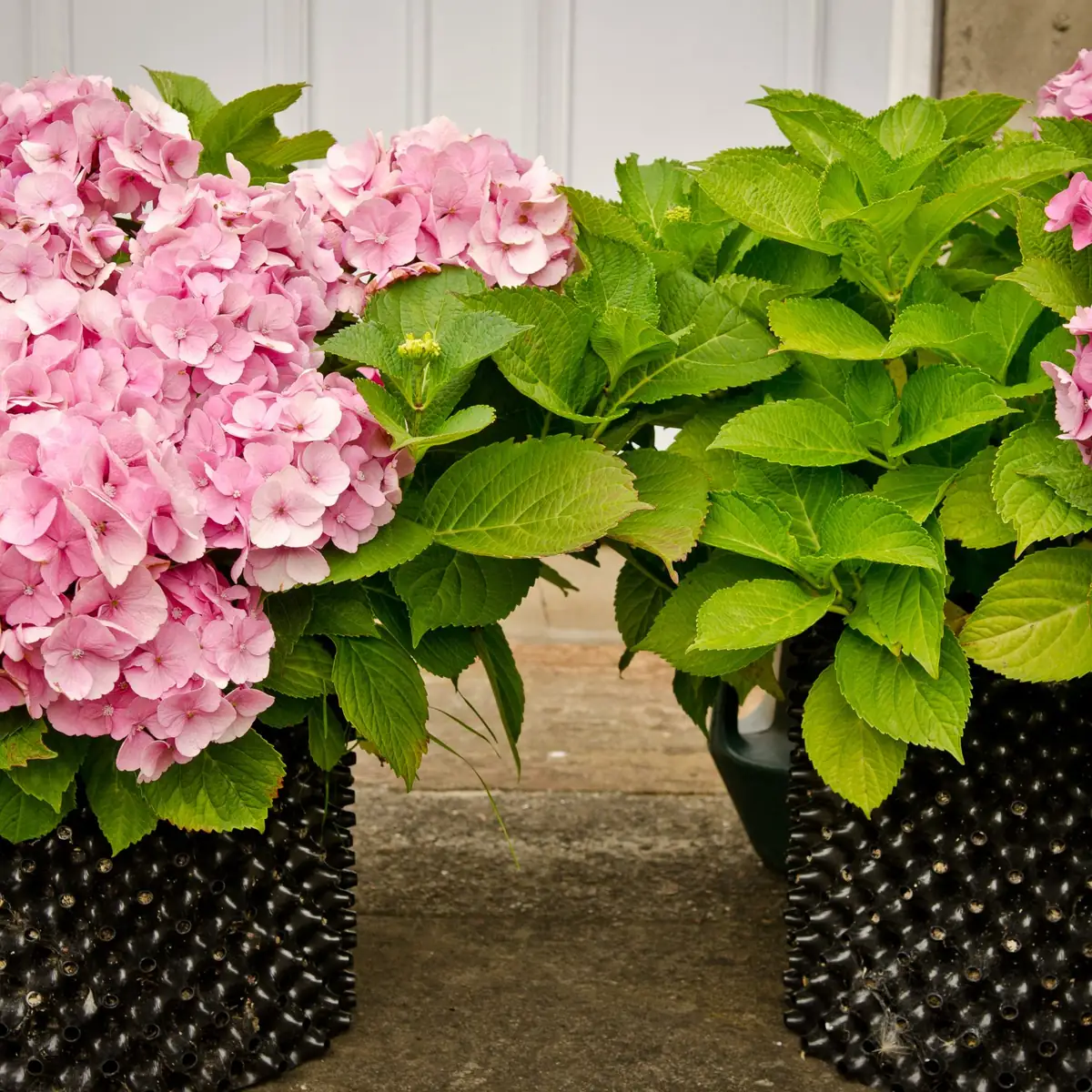 Rosa hortensia og grønn busk i store svarte Air-Pot plantepotter ved huset