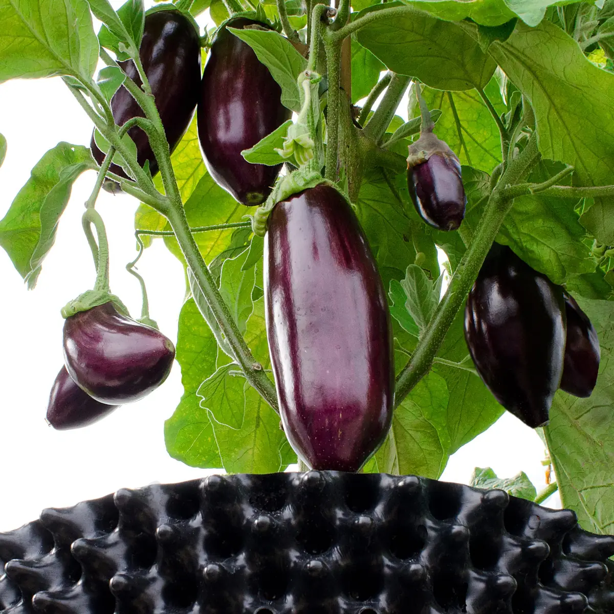 Air-Pot 12,5 liter med aubergineplante og blanke, mørke auberginer