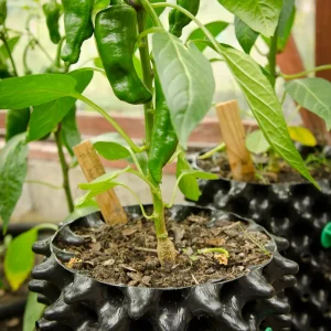 Air-Pot 3 liter med ung chiliplante i luftig jord og navneskilt