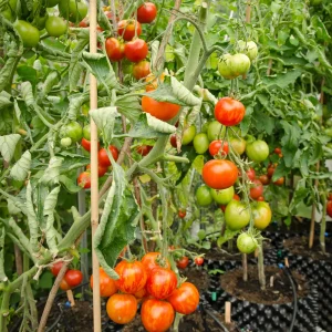 Air-Pot 30 liter med høye tomatplanter fulle av røde og grønne tomater i drivhus