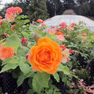 Air-Pot 5 liter med oransje rose i full blomst foran et drivhus