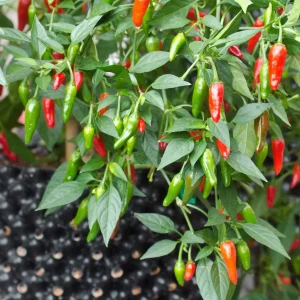 Air-Pot 7,5 liter med chiliplante full av røde og grønne chili
