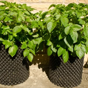To frodige potetplanter i Air-Pot 50 liter potetpotter foran en murvegg