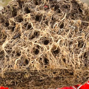 Tett rotklump fra en tomatplante dyrket i Air-Pot, med fine røtter i hele jorda