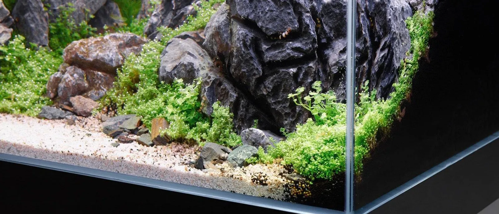 Nærbilde av akvarium med mørk stein, sand og lave grønne planter