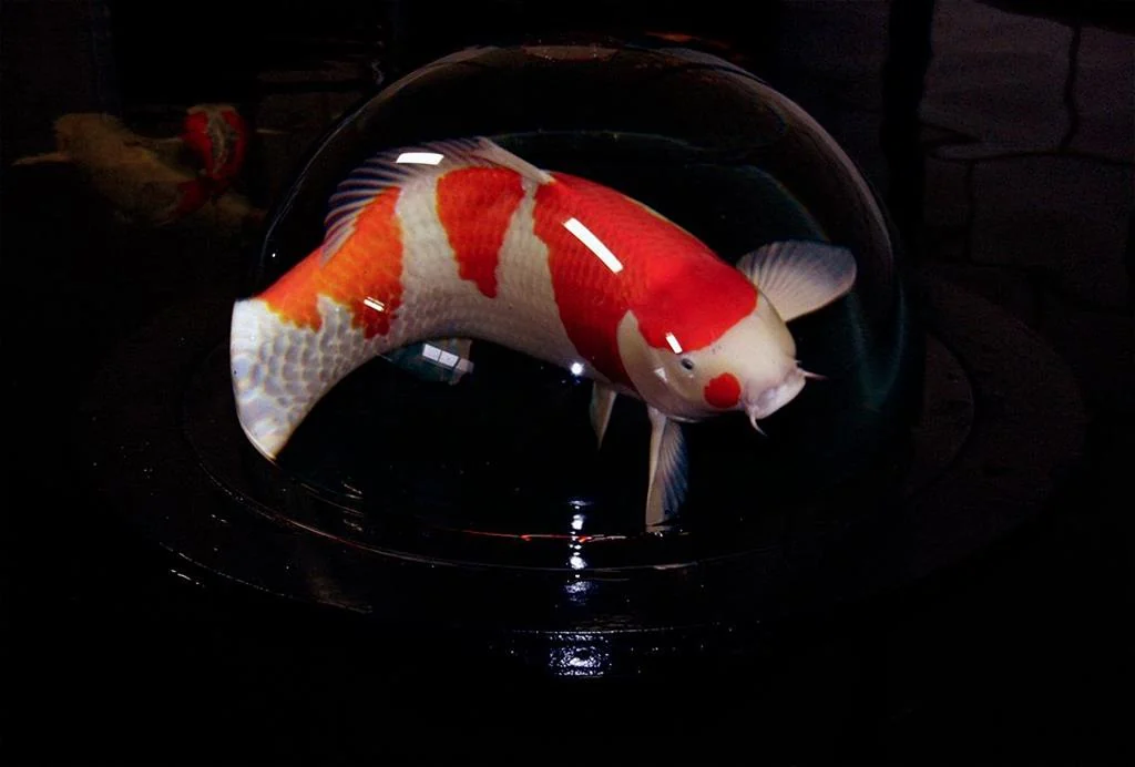 Koi sett fra innsiden av Koi Globe (AquaForte Fish Globe)