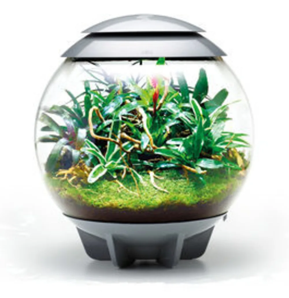biOrb AIR 60 grå med frodige bromeliaer, bregner og mose