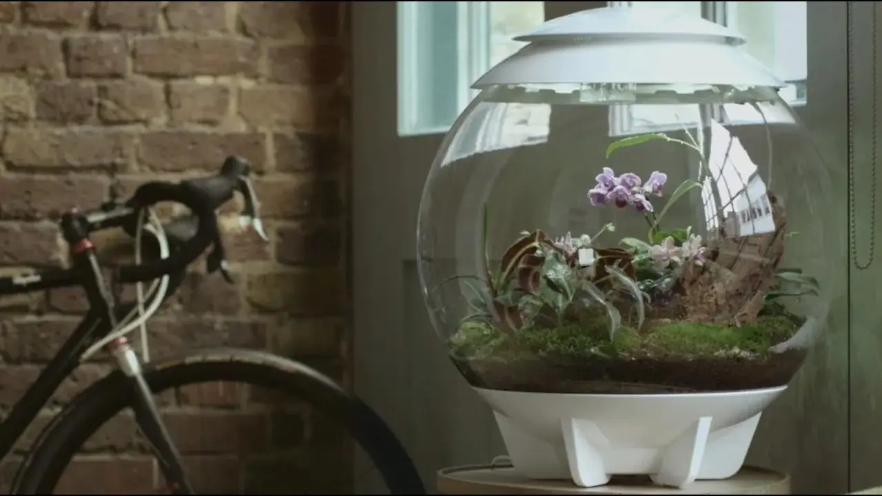 Hvitt biOrb AIR 60 planteterrarium med orkideer og mose i en stue