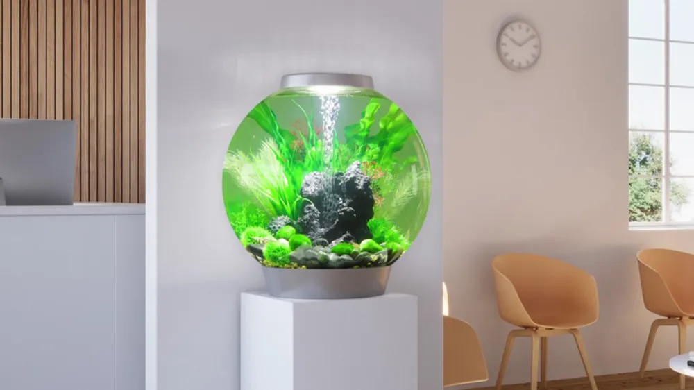 biOrb Classic 60 MCR med grønne planter og stein på en hvit sokkel i et lyst rom
