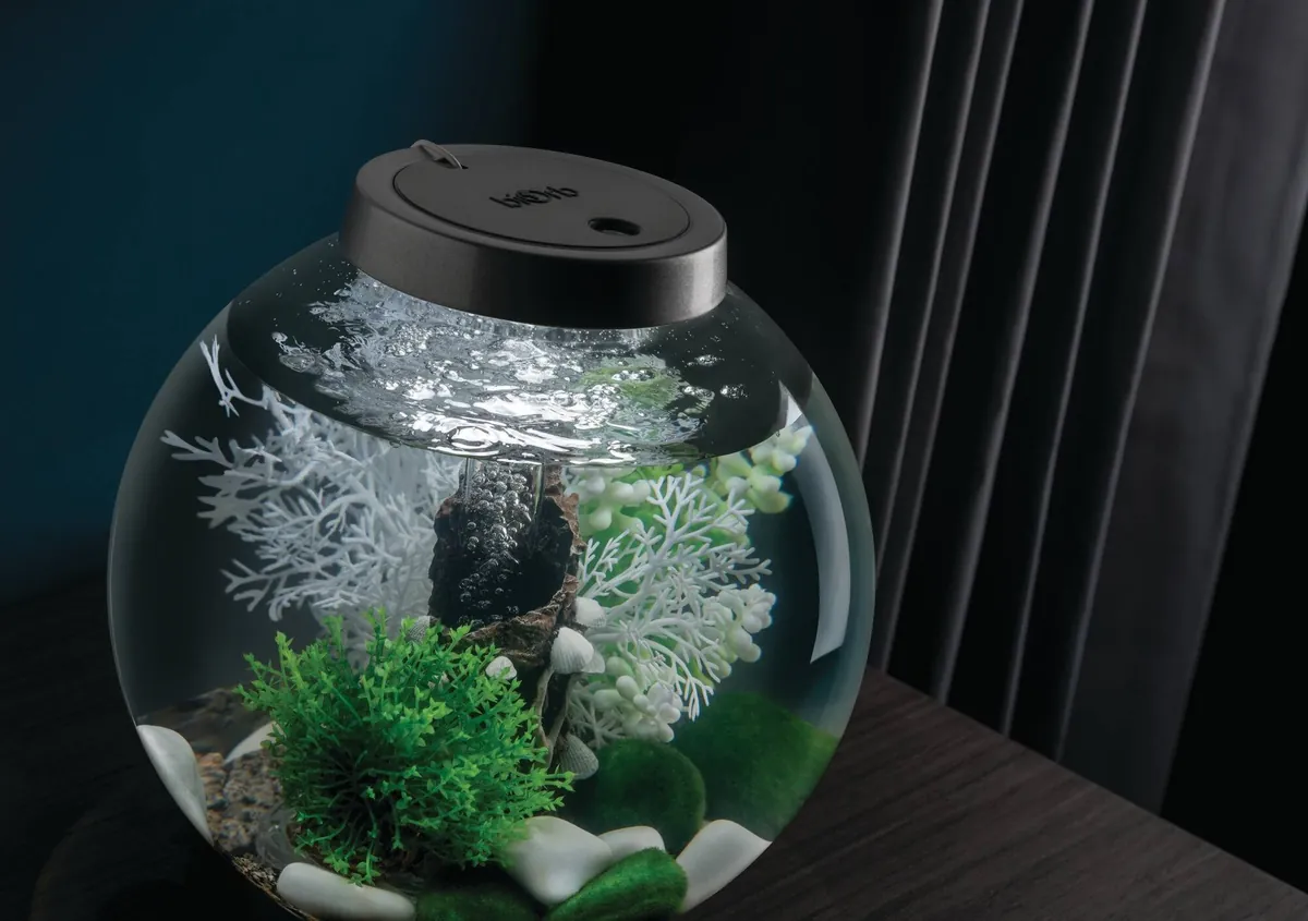 biOrb Classic med sort lokk, bark med skjell og grønne planter fra Fairytales ved gardinen