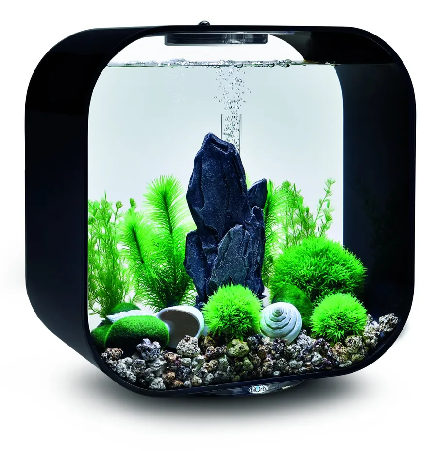 Sort biOrb-akvarium med skiferstein, grønne topiaryballer og bregner fra Stone Garden