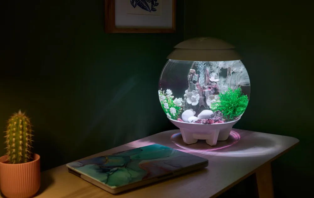 biOrb HALO MCR med hvite koraller og lysring på et skrivebord ved en kaktus