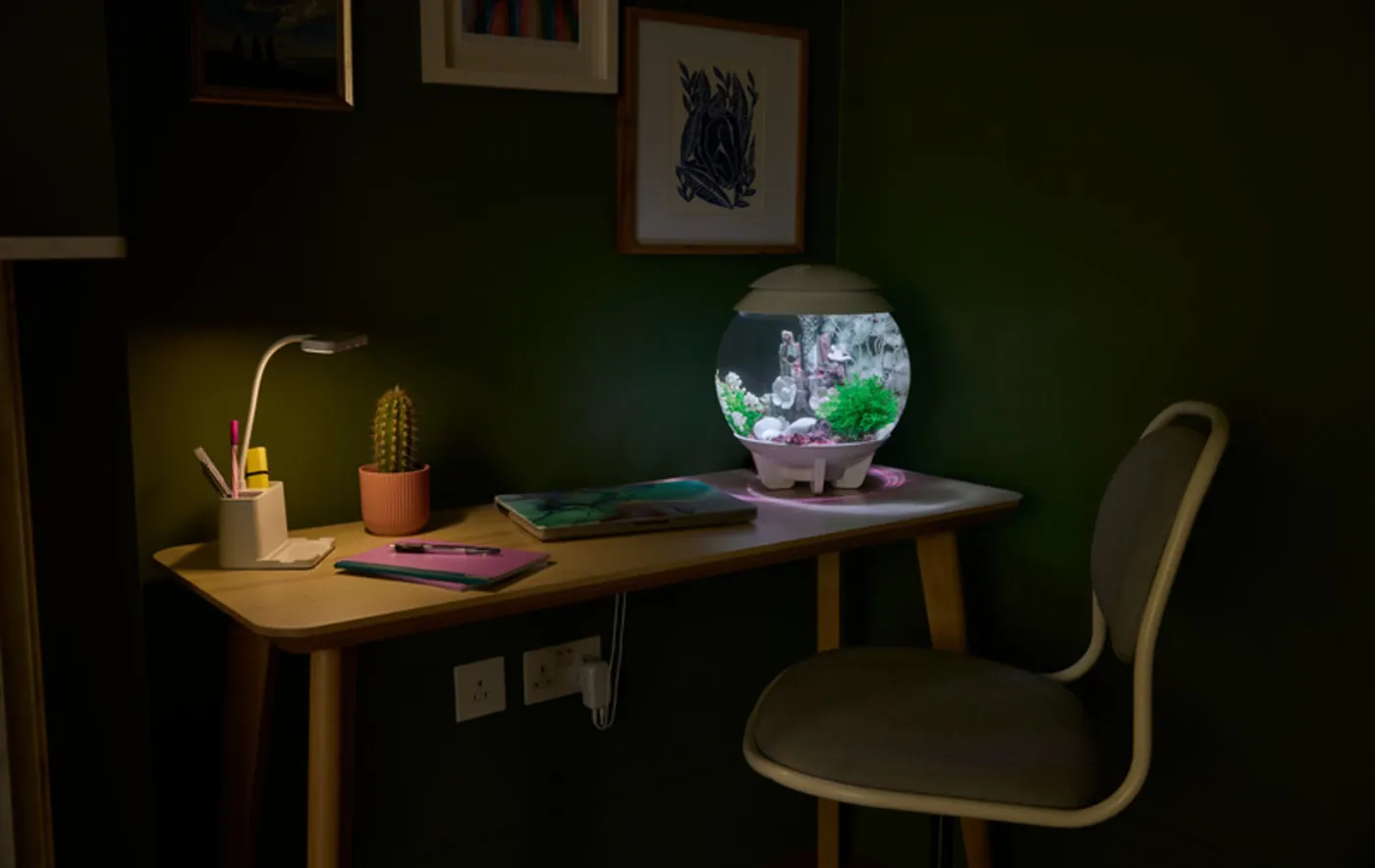 biOrb HALO MCR på et skrivebord med lampe og stol mot en mørkegrønn vegg