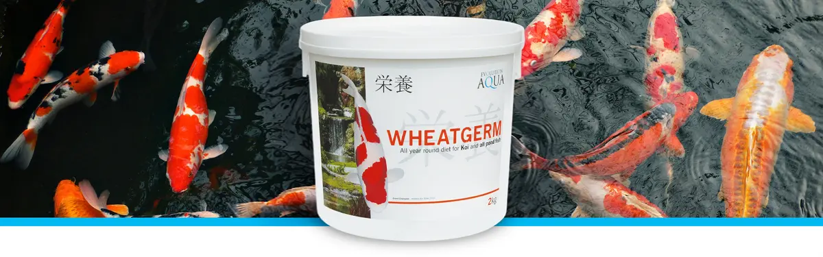 Evolution Aqua Wheatgerm 2 kg spann foran koi i rødt og hvitt som svømmer i mørkt damvann