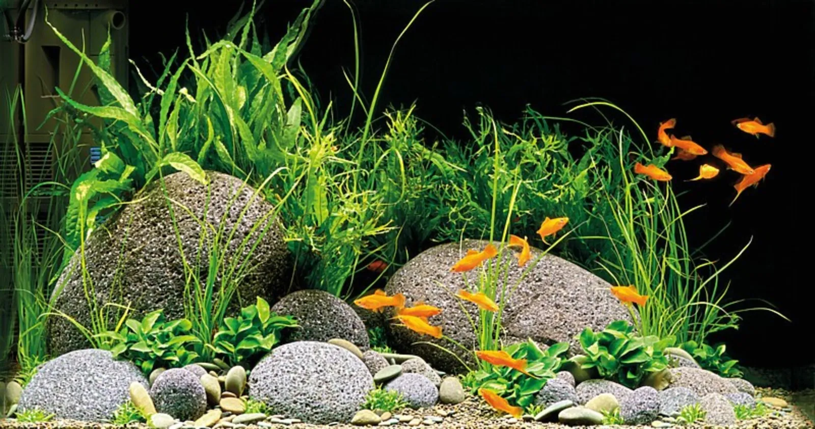 Frodig akvarium med grønne planter, runde steiner og oransje fisk