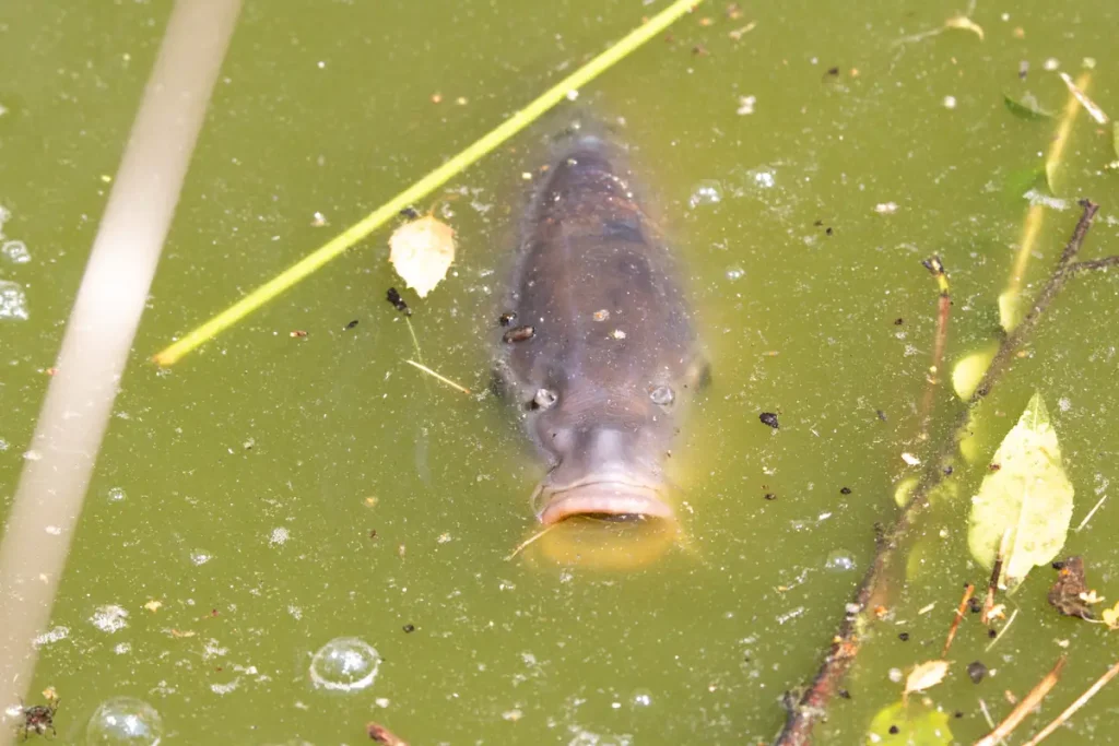 Fisk i overflaten av grønt, grumset damvann med svevealger og løv