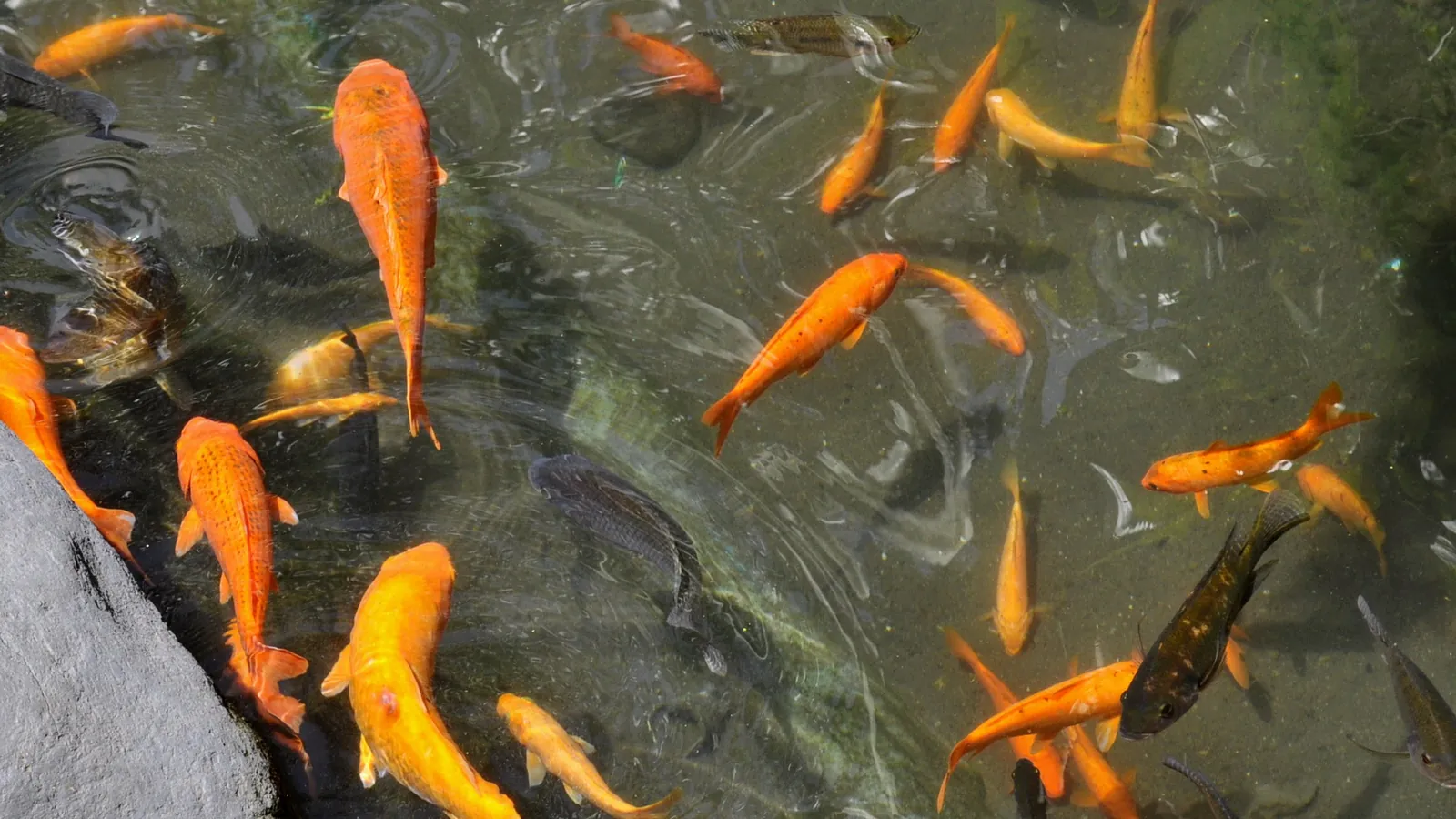 Stim av oransje gullfisk svømmer langs en stor stein i en hagedam med klart vann