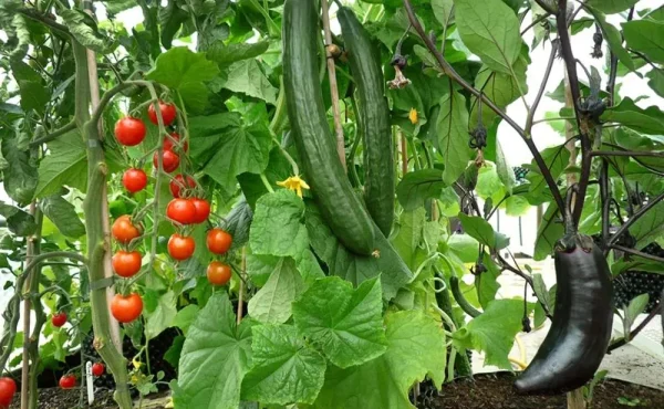 Cherrytomater, agurker og aubergine vokser frodig mellom store grønne blader i et drivhus