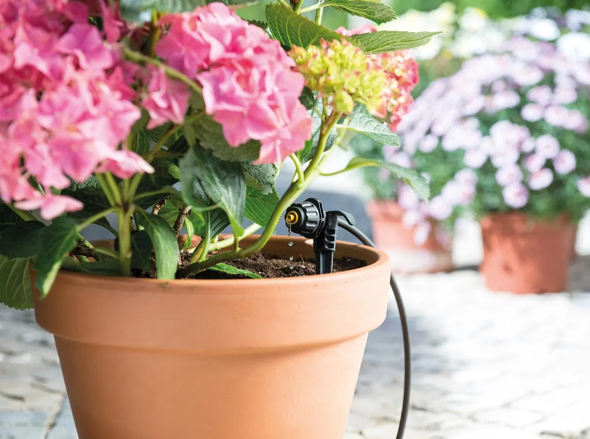Hozelock Easy Drip Micro drypper vanner rosa hortensia i terrakottakrukke på terrassen