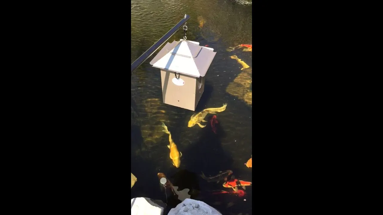 Video av Koi Cafe som henger over dammen mens koiene spiser