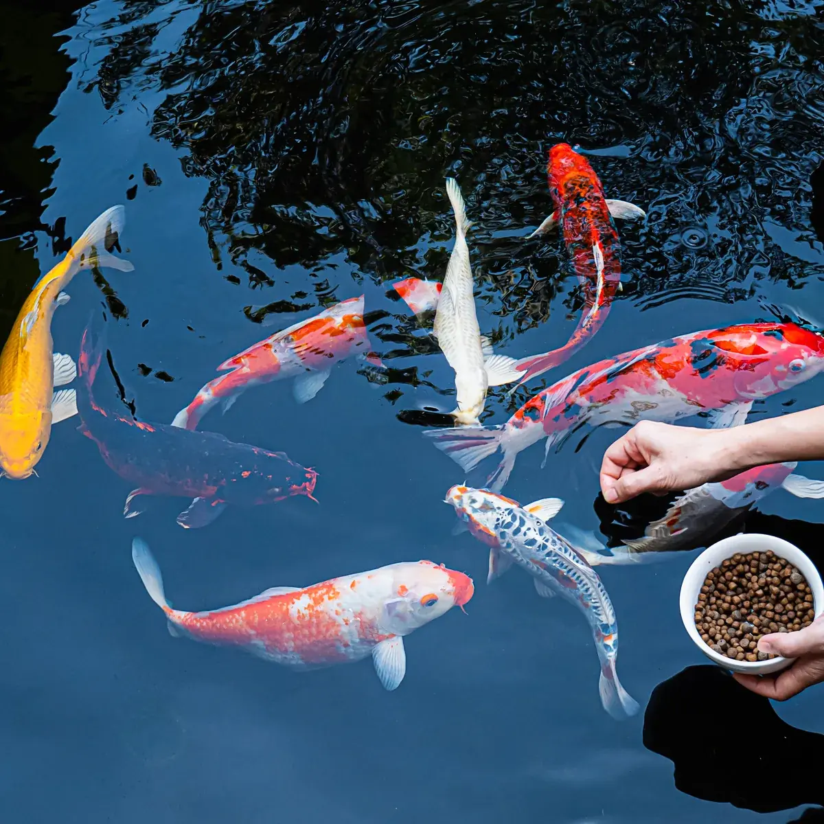 Hånd med skål fiskefôr 15 kg Basic Mix mens fargerike koi samles i mørkt damvann