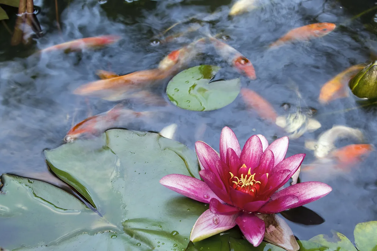 Koi svømmer rundt en rosa vannlilje i blomst i hagedammen