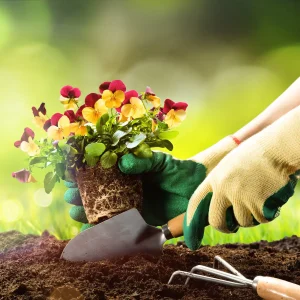 Hender med hagehansker planter stemorsblomster med rotklump ned i mørk jord