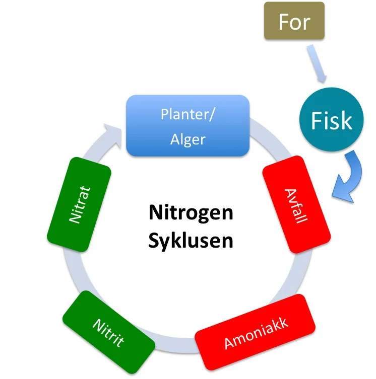 Nitrogensyklusen i dammen: fôr, fisk, avfall, ammoniakk, nitritt, nitrat og planter