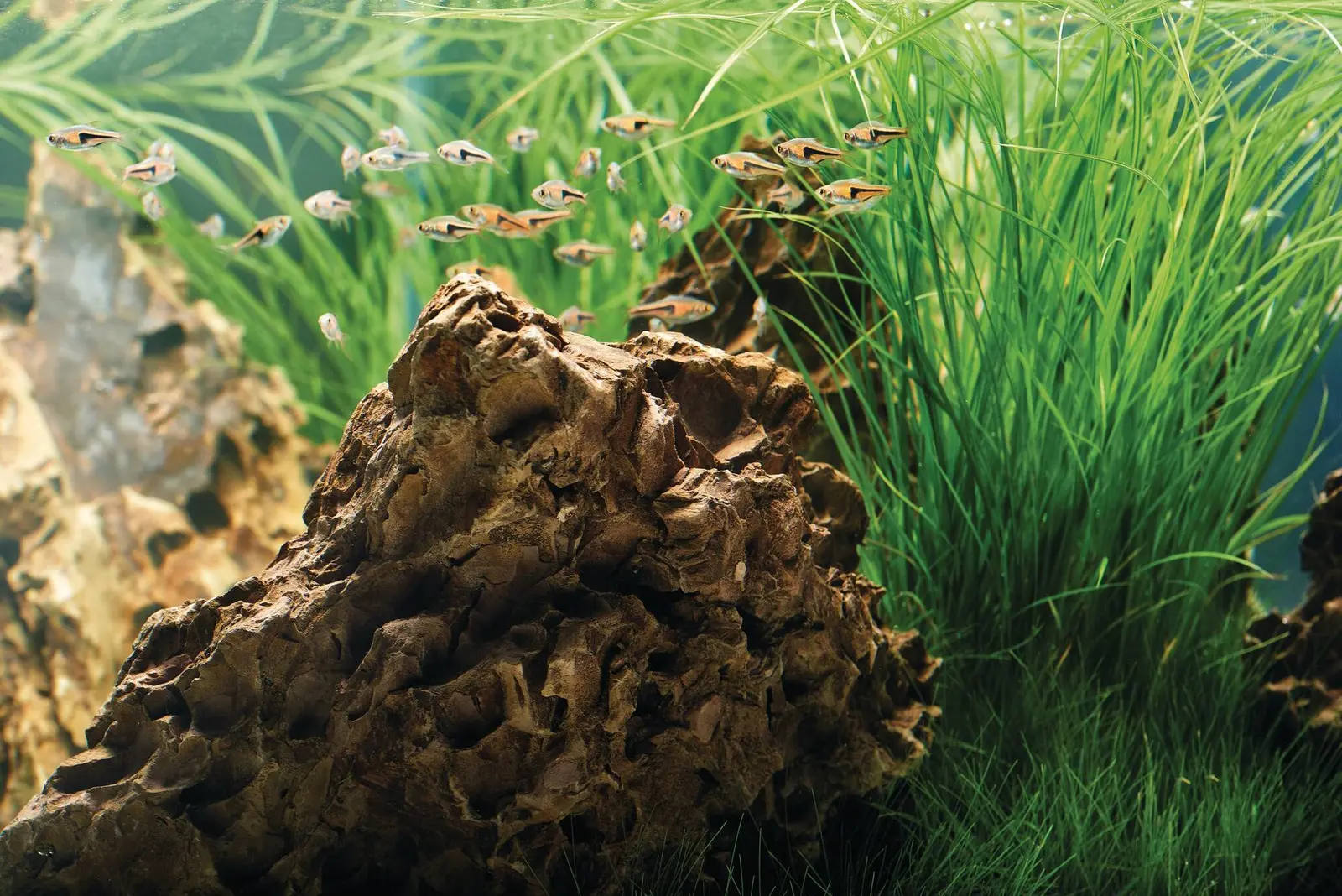 Plantet akvarium med stein og mose, klart for KickstartFilter Start