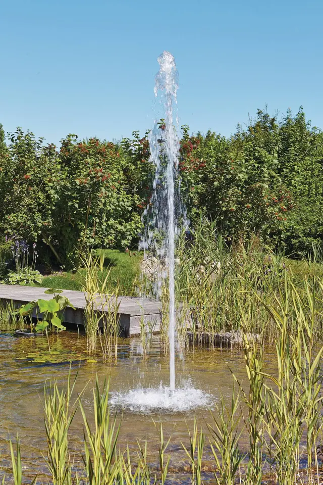 Høy fontenestråle i en naturlig hagedam med siv og trebrygge