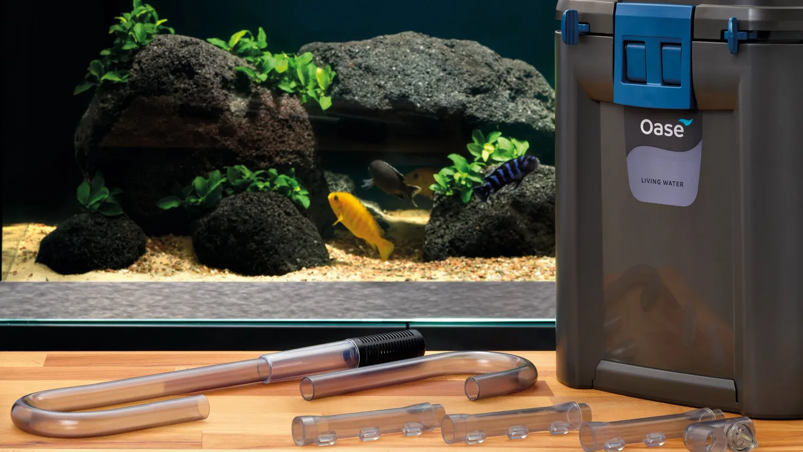 OASE BioMaster2 Thermo ytterfilter står ved et akvarium med ciklider, med inntak og utløpsrør av glass