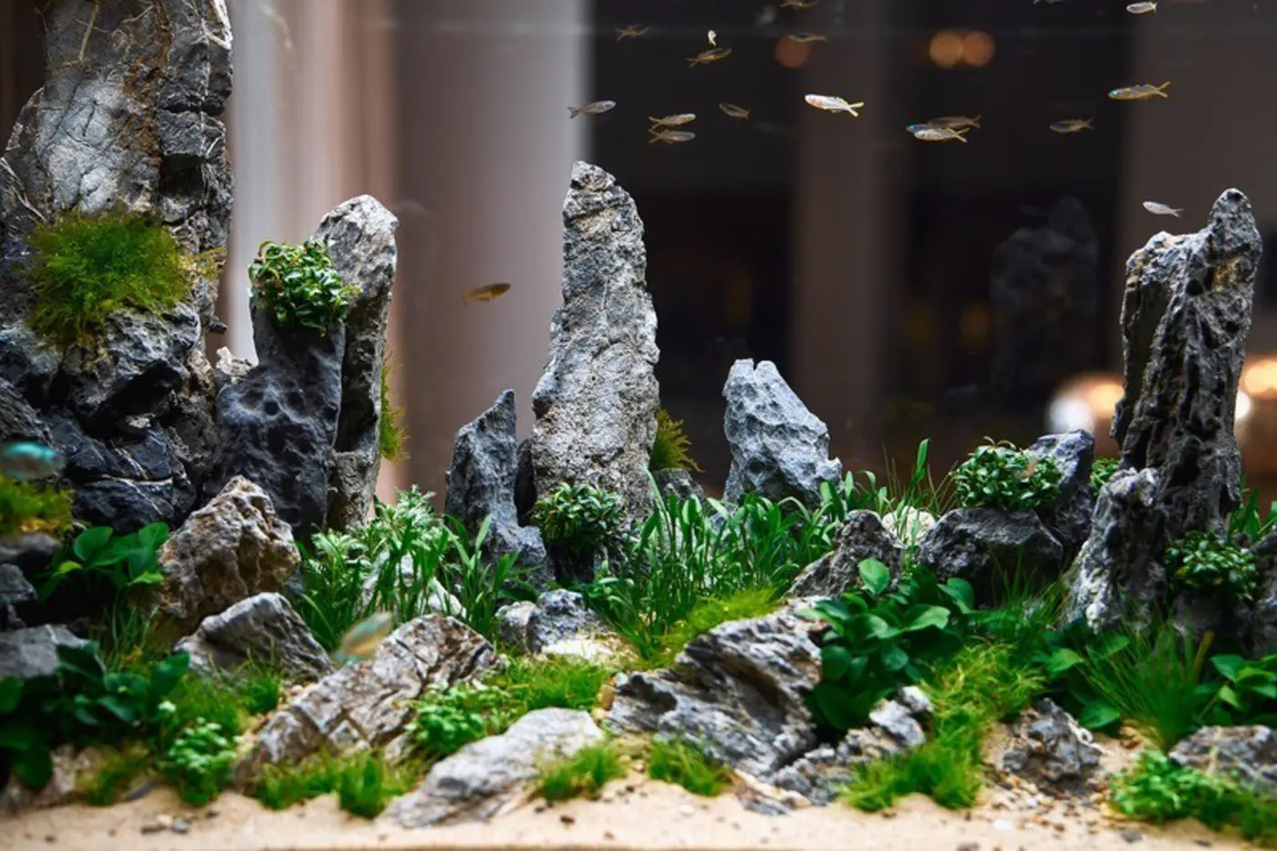 Planteakvarium med stein og grønne planter i et OASE HighLine-akvarium