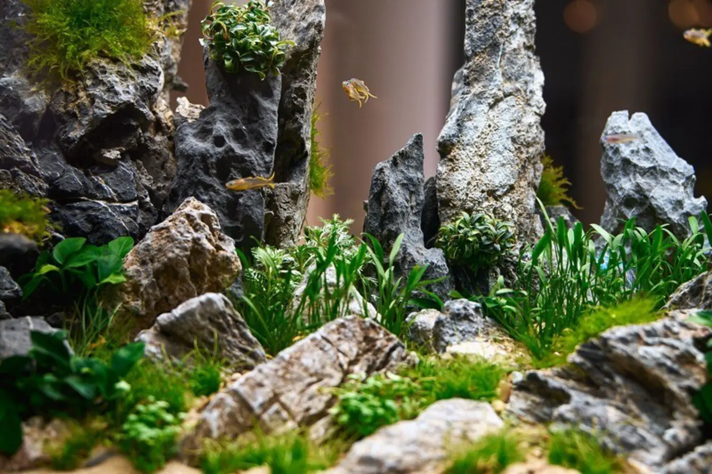 Grønne akvarieplanter og mose i et OASE HighLine-planteakvarium