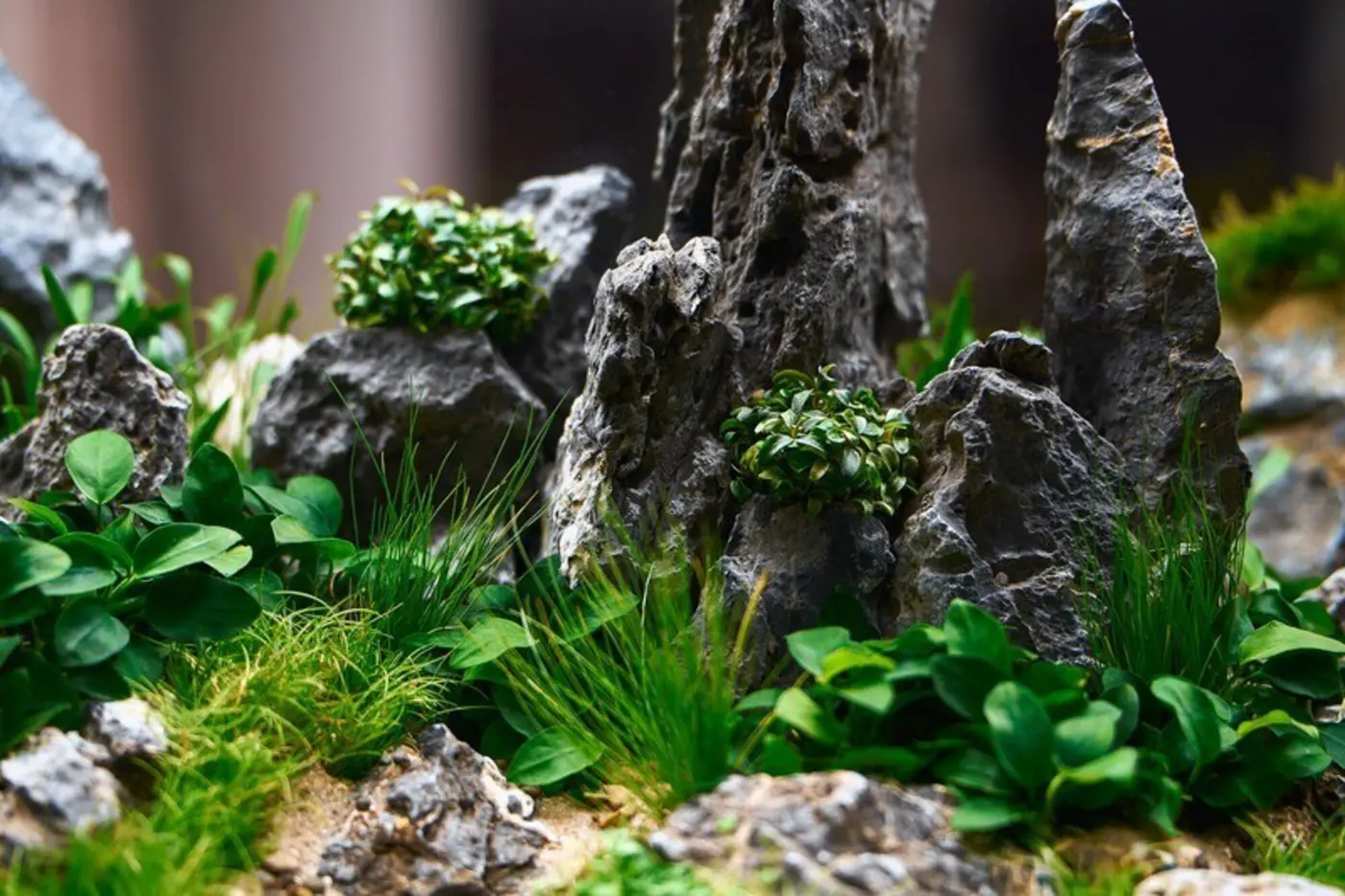 Lyse steiner med mose og planter i et OASE HighLine-akvarium