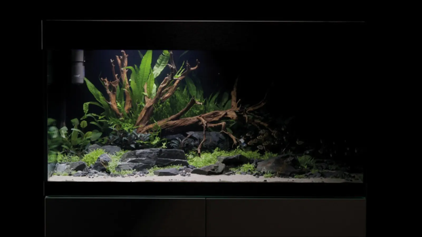 Plantet akvarium opplyst av OASE MotionControl LED 45 og søsterlampene i serien