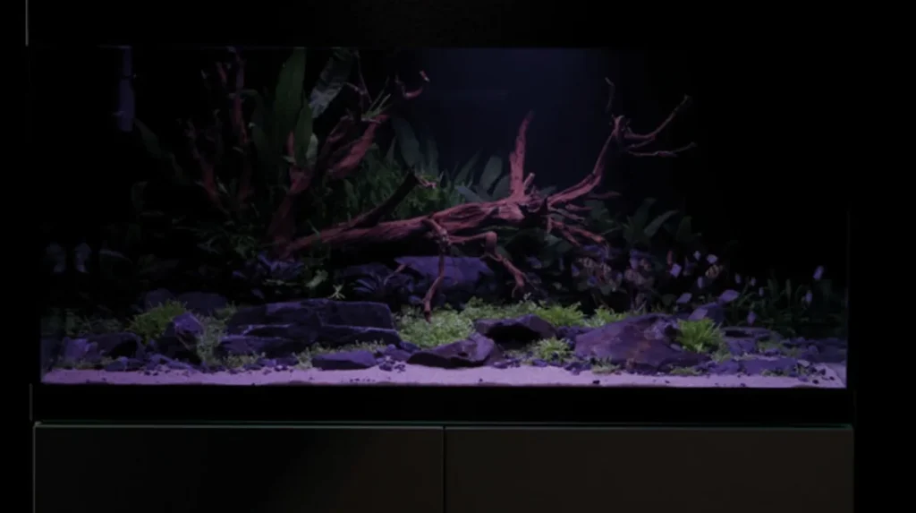 Plantet akvarium i dempet lilla kveldslys fra OASE MotionControl LED