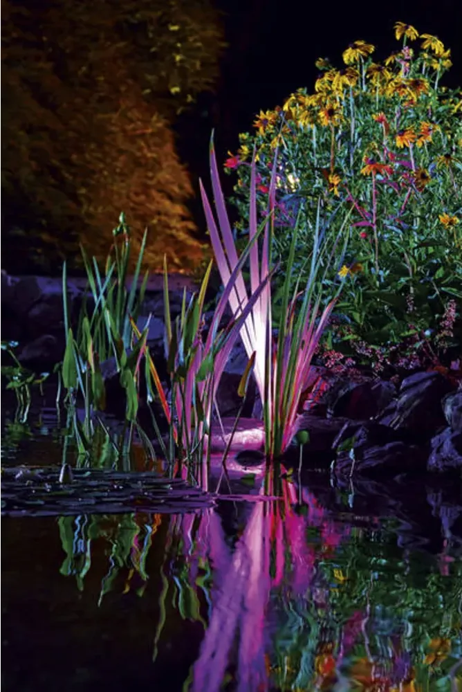 Siv og stauder ved dammen badet i lilla og rosa lys fra OASE ProfiLux Garden LED RGB
