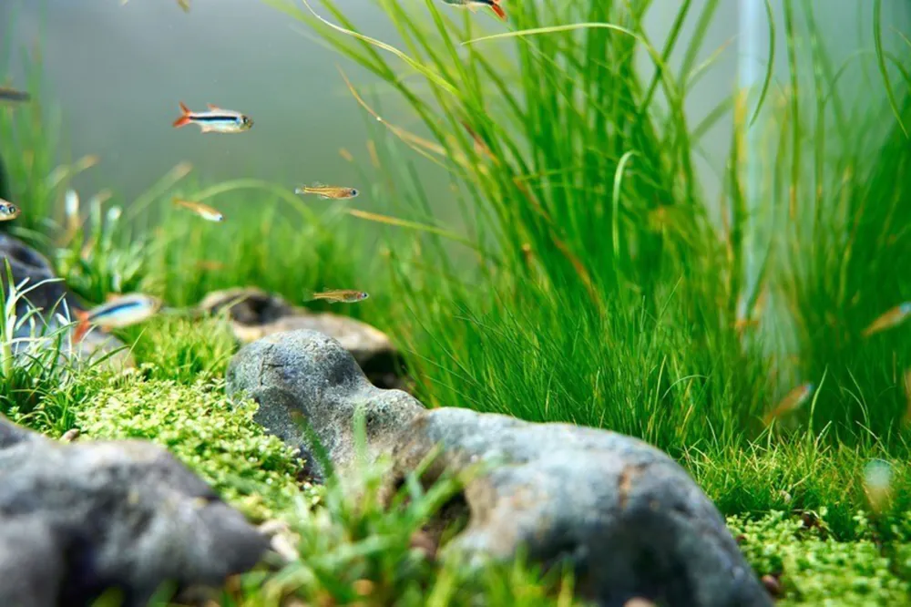 Småfisk svømmer over gress og stein i et OASE ScaperLine akvarium