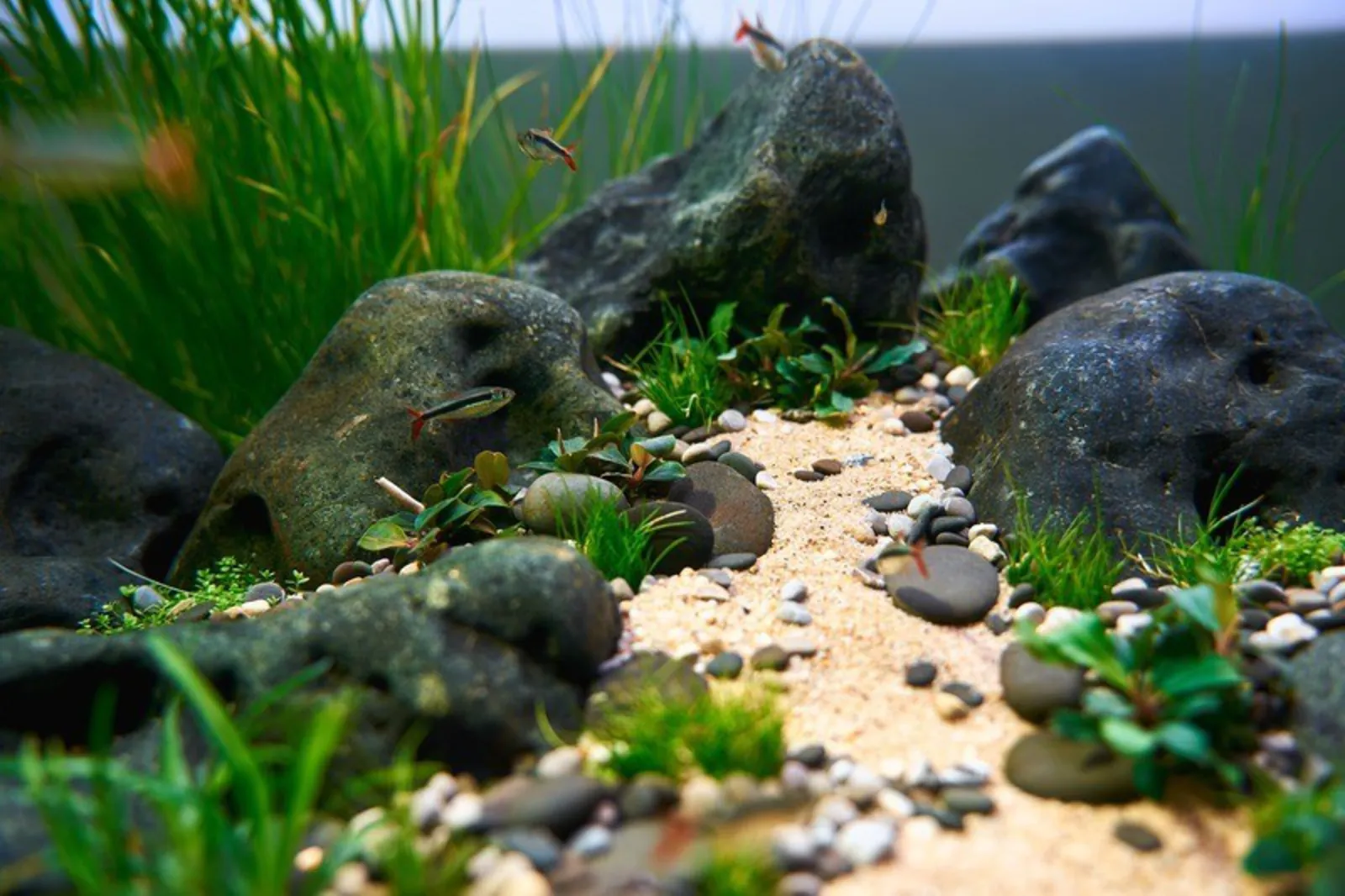 Stein, små planter og fisk over lys sand i et OASE ScaperLine plantelandskap