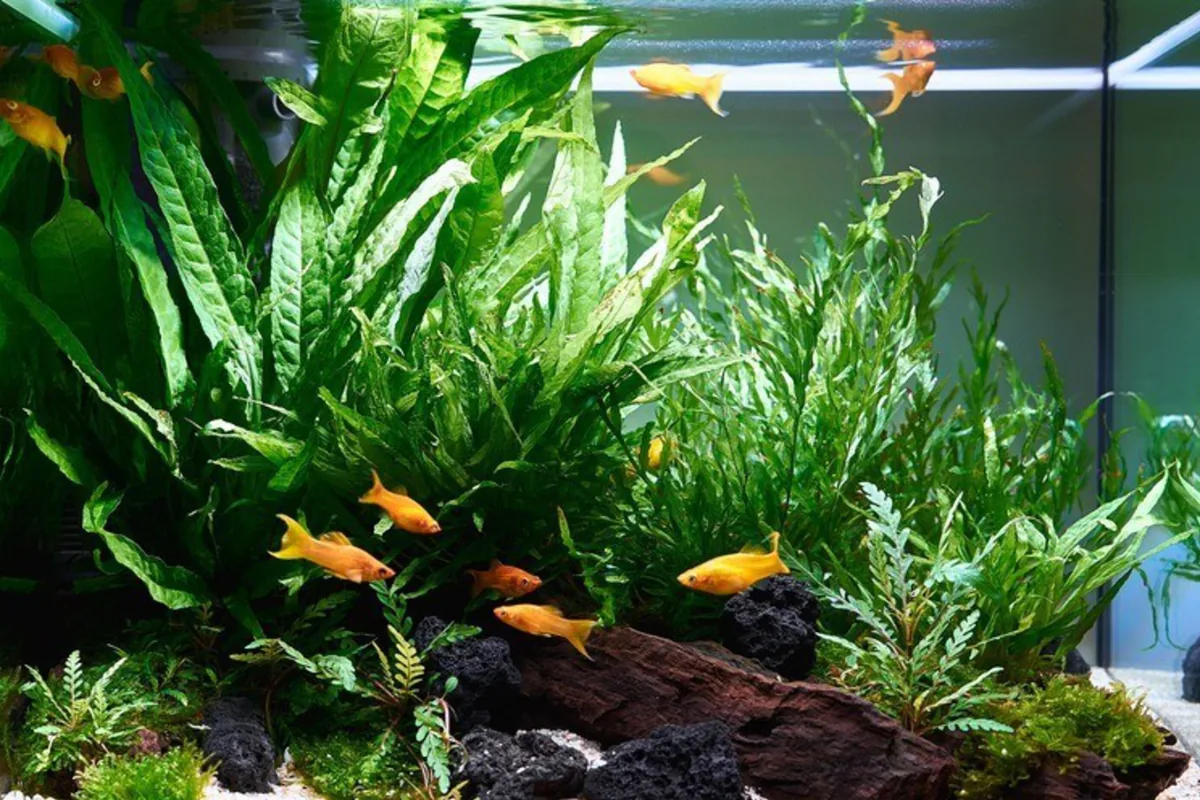 Frodig planteakvarium med trerot og gule fisk i OASE StyleLine