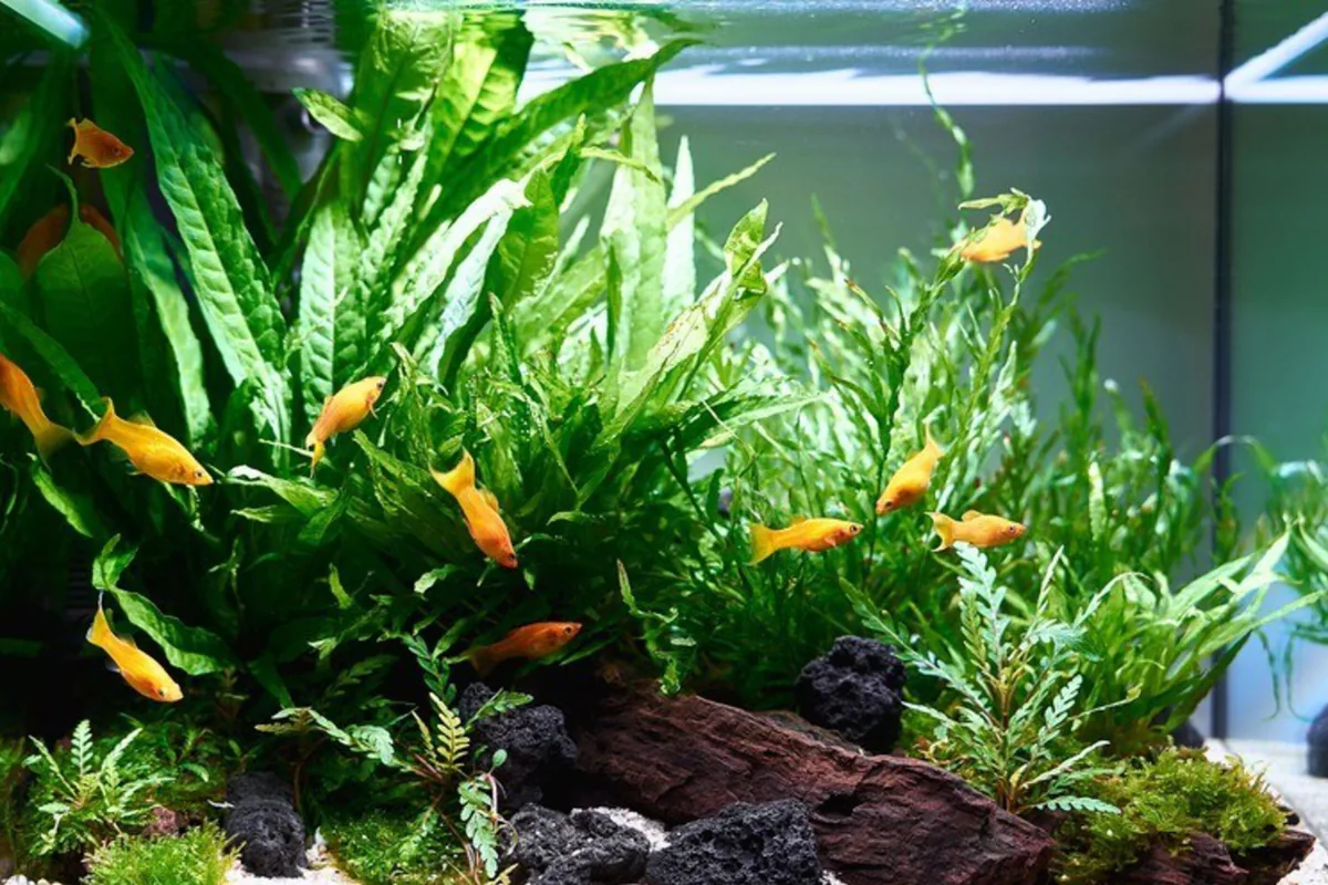 Frodige bladplanter, trerot og gule fisk i et OASE StyleLine-akvarium