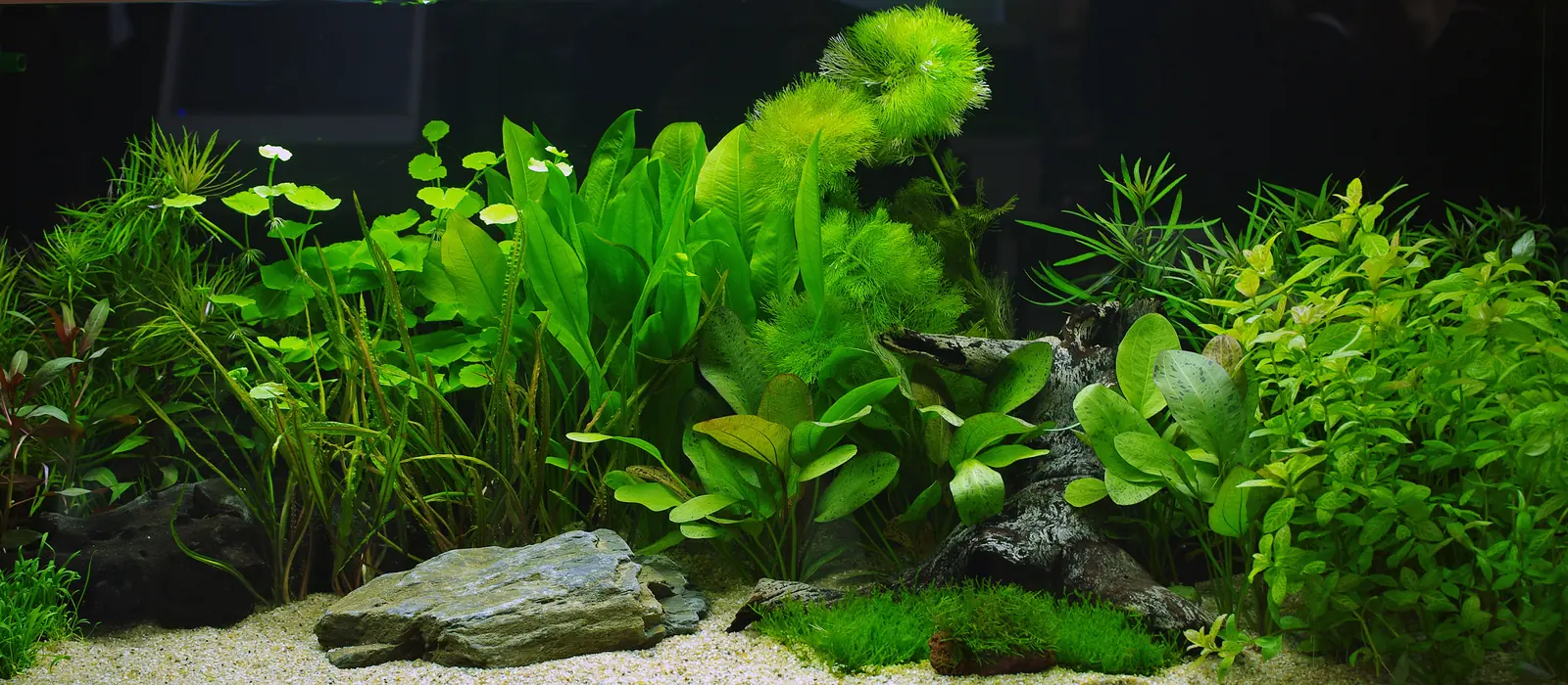 Planteakvarium med stein, rot og frodige grønne planter mot en mørk bakvegg