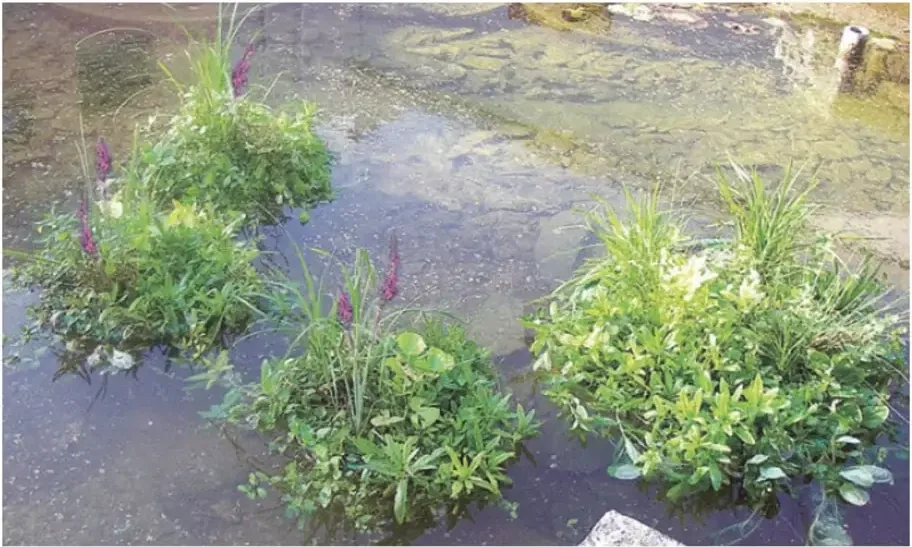 Fire flytende planteøyer tett bevokst med grønne og blomstrende planter i en dam