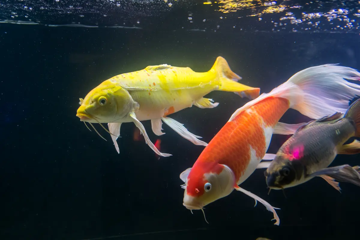 Store koi i gult, oransje og grått svømmer side om side under vann