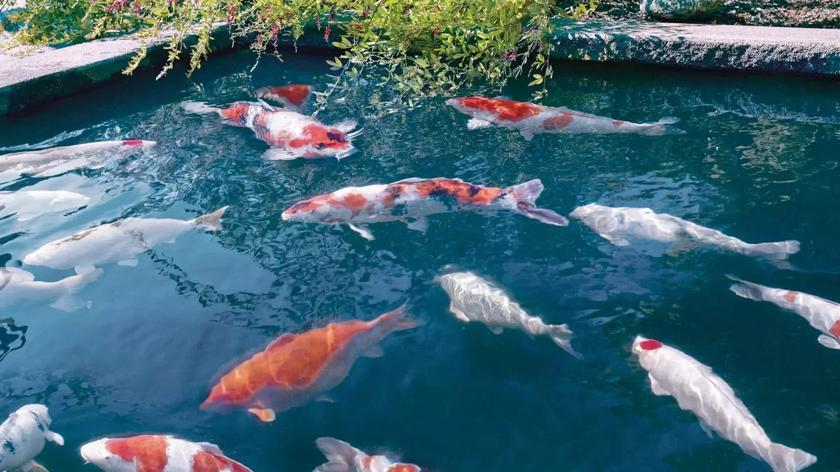 Koi i rødt, hvitt og oransje svømmer i en koidam med klart vann, sett ovenfra