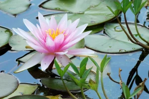 Rosa vannlilje blomstrer mellom runde blader på blått damvann