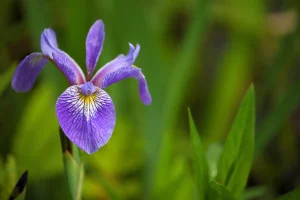 Blå sumpiris blomstrer i kanten av hagedammen