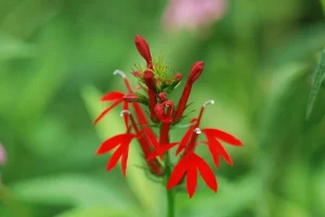 Rød kardinallobelia blomstrer i kanten av hagedammen